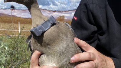 A person in a black jacket holds a grey-brown goose against their chest. The bird wears a grey GPS transmitter harness on its back and yellow and blue rings on its legs, with open moorland behind.