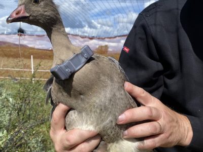 A person in a black jacket holds a grey-brown goose against their chest. The bird wears a grey GPS transmitter harness on its back and yellow and blue rings on its legs, with open moorland behind.