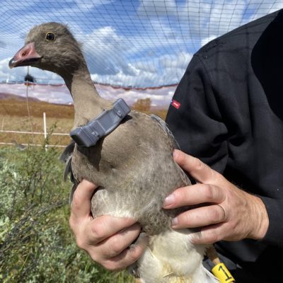 A person in a black jacket holds a grey-brown goose against their chest. The bird wears a grey GPS transmitter harness on its back and yellow and blue rings on its legs, with open moorland behind.