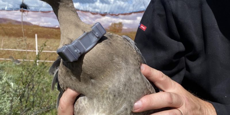 A person in a black jacket holds a grey-brown goose against their chest. The bird wears a grey GPS transmitter harness on its back and yellow and blue rings on its legs, with open moorland behind.