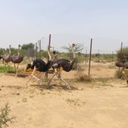 Six North African ostriches stride across bare sandy ground beside a wire mesh fence in dry scrub, two of them at a run in the foreground, with thorn bushes and a hazy sky behind.