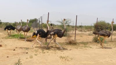 Six North African ostriches stride across bare sandy ground beside a wire mesh fence in dry scrub, two of them at a run in the foreground, with thorn bushes and a hazy sky behind.