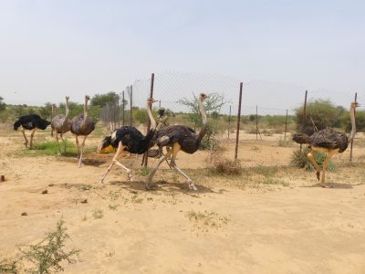 Six North African ostriches stride across bare sandy ground beside a wire mesh fence in dry scrub, two of them at a run in the foreground, with thorn bushes and a hazy sky behind.
