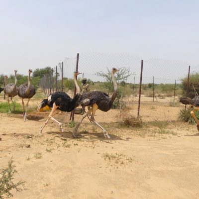 Six North African ostriches stride across bare sandy ground beside a wire mesh fence in dry scrub, two of them at a run in the foreground, with thorn bushes and a hazy sky behind.