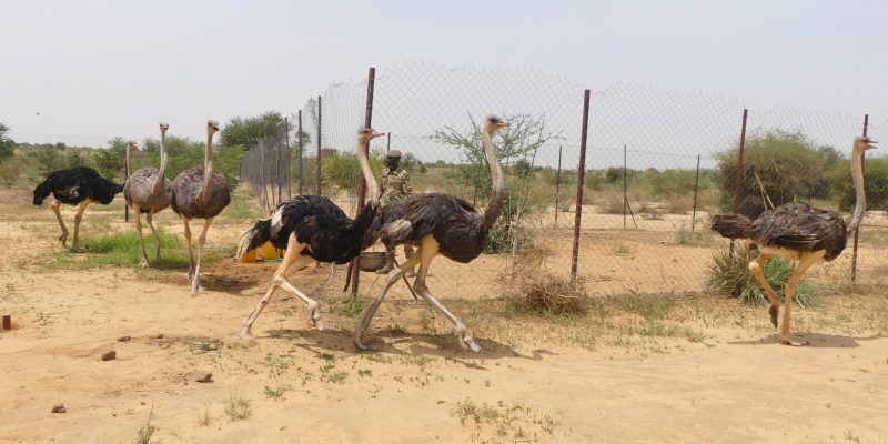 Six North African ostriches stride across bare sandy ground beside a wire mesh fence in dry scrub, two of them at a run in the foreground, with thorn bushes and a hazy sky behind.