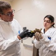 Two people in white protective coveralls and gloves examine a box turtle together in a quarantine room.