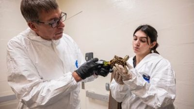 Two people in white protective coveralls and gloves examine a box turtle together in a quarantine room.