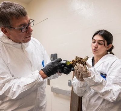 Two people in white protective coveralls and gloves examine a box turtle together in a quarantine room.