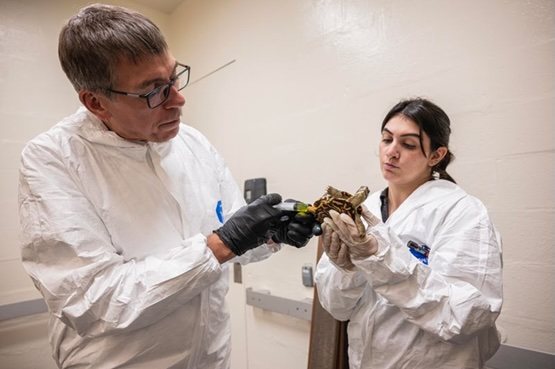 Two people in white protective coveralls and gloves examine a box turtle together in a quarantine room.
