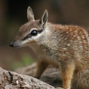 A numbat, a small striped marsupial with a pointed snout and large ears, stands on a fallen log.