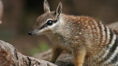 A numbat, a small striped marsupial with a pointed snout and large ears, stands on a fallen log.