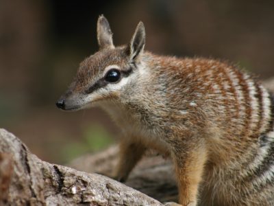 A numbat, a small striped marsupial with a pointed snout and large ears, stands on a fallen log.