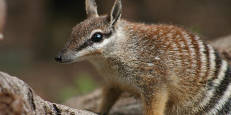 A numbat, a small striped marsupial with a pointed snout and large ears, stands on a fallen log.