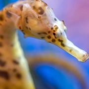A big-belly seahorse with a long snout and brown-spotted golden body curls in front of a blue and pink background.