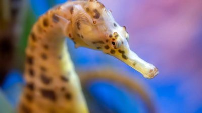 A big-belly seahorse with a long snout and brown-spotted golden body curls in front of a blue and pink background.