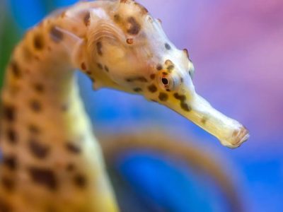 A big-belly seahorse with a long snout and brown-spotted golden body curls in front of a blue and pink background.