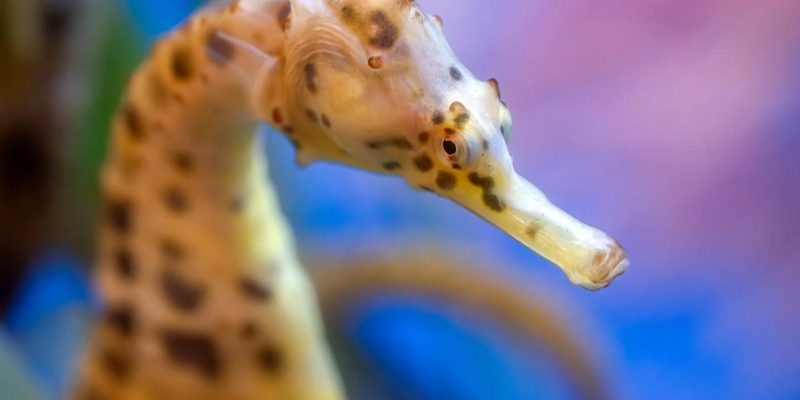 A big-belly seahorse with a long snout and brown-spotted golden body curls in front of a blue and pink background.