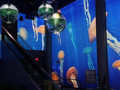 Projected jellyfish drift across the curved walls of an aquarium lobby, with spherical fish tanks hanging above an escalator.