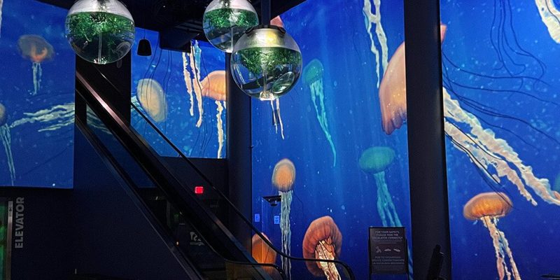 Projected jellyfish drift across the curved walls of an aquarium lobby, with spherical fish tanks hanging above an escalator.