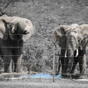 Two elephants stand at a small waterhole in dry bush country, photographed from the far side of a multi-strand electric fence whose wires and post cross the frame.