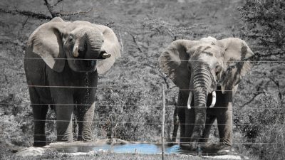 Two elephants stand at a small waterhole in dry bush country, photographed from the far side of a multi-strand electric fence whose wires and post cross the frame.