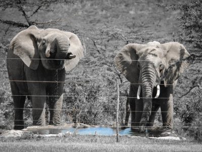 Two elephants stand at a small waterhole in dry bush country, photographed from the far side of a multi-strand electric fence whose wires and post cross the frame.