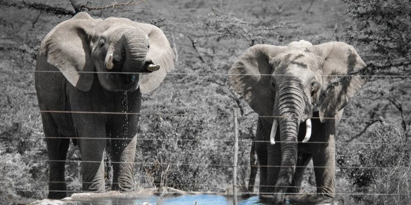 Two elephants stand at a small waterhole in dry bush country, photographed from the far side of a multi-strand electric fence whose wires and post cross the frame.