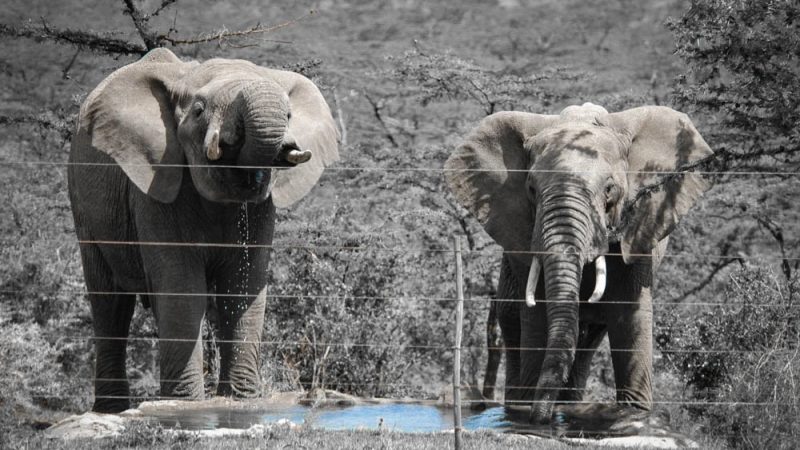 Two elephants stand at a small waterhole in dry bush country, photographed from the far side of a multi-strand electric fence whose wires and post cross the frame.