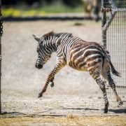 A young zebra foal kicks up its hind legs as it runs through an open metal gate onto a sandy paddock, with an adult animal's legs visible in the background.