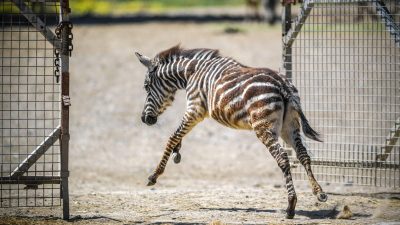 A young zebra foal kicks up its hind legs as it runs through an open metal gate onto a sandy paddock, with an adult animal's legs visible in the background.