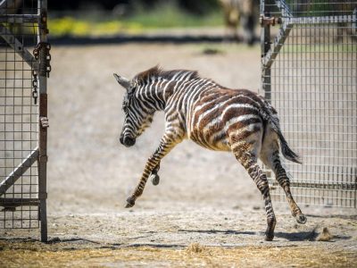 A young zebra foal kicks up its hind legs as it runs through an open metal gate onto a sandy paddock, with an adult animal's legs visible in the background.