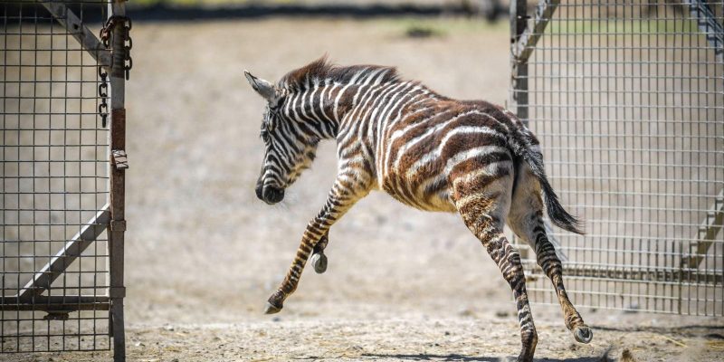 A young zebra foal kicks up its hind legs as it runs through an open metal gate onto a sandy paddock, with an adult animal's legs visible in the background.
