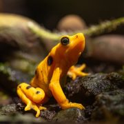 A bright orange Panamanian golden frog with black markings on its back and legs sits upright on wet gravel among green leaves