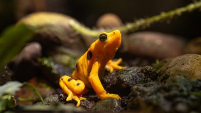 A bright orange Panamanian golden frog with black markings on its back and legs sits upright on wet gravel among green leaves