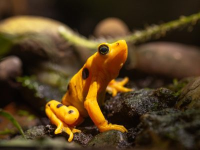 A bright orange Panamanian golden frog with black markings on its back and legs sits upright on wet gravel among green leaves