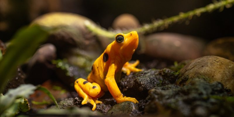A bright orange Panamanian golden frog with black markings on its back and legs sits upright on wet gravel among green leaves