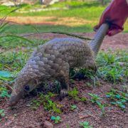 A pangolin walks across bare red earth and low green weeds at the edge of a grassy clearing, its overlapping brown scales catching the light, while a gloved hand releases its long tail behind it.