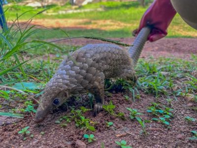 A pangolin walks across bare red earth and low green weeds at the edge of a grassy clearing, its overlapping brown scales catching the light, while a gloved hand releases its long tail behind it.