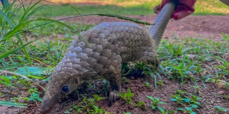 A pangolin walks across bare red earth and low green weeds at the edge of a grassy clearing, its overlapping brown scales catching the light, while a gloved hand releases its long tail behind it.