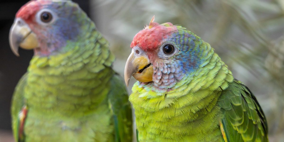 Two Red-tailed Amazons perched side by side