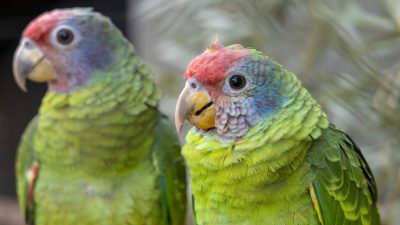 Two Red-tailed Amazons perched side by side