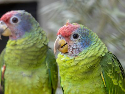 Two Red-tailed Amazons perched side by side