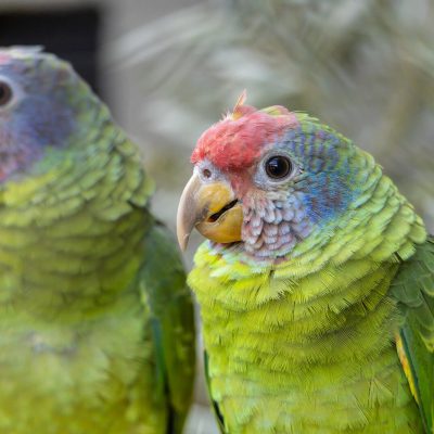 Two Red-tailed Amazons perched side by side