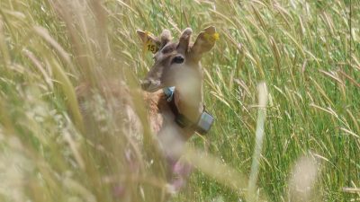 A young Persian fallow deer with two yellow numbered ear tags and a GPS tracking collar stands partly hidden in tall green and gold grass, looking toward the camera.