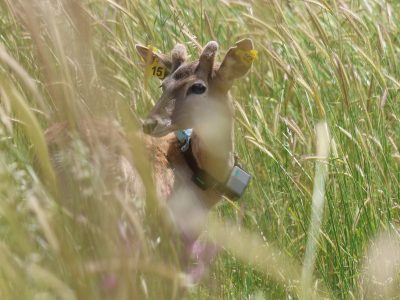 A young Persian fallow deer with two yellow numbered ear tags and a GPS tracking collar stands partly hidden in tall green and gold grass, looking toward the camera.