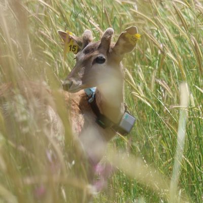 A young Persian fallow deer with two yellow numbered ear tags and a GPS tracking collar stands partly hidden in tall green and gold grass, looking toward the camera.