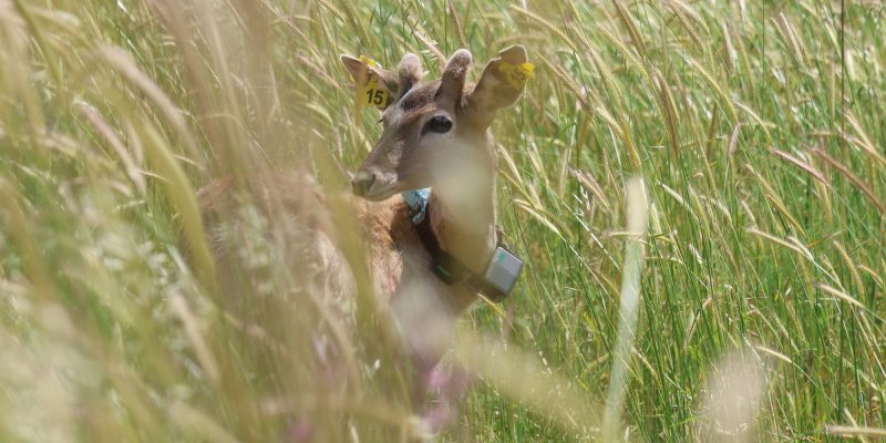 A young Persian fallow deer with two yellow numbered ear tags and a GPS tracking collar stands partly hidden in tall green and gold grass, looking toward the camera.