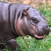 A young pygmy hippo with wet dark gray skin and a pink muzzle walks through green grass, its mouth slightly open