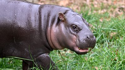 A young pygmy hippo with wet dark gray skin and a pink muzzle walks through green grass, its mouth slightly open