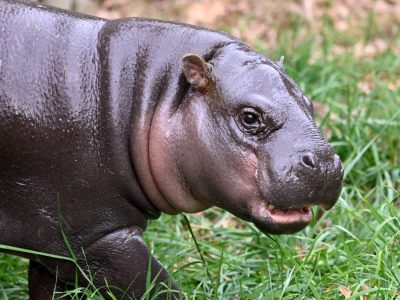 A young pygmy hippo with wet dark gray skin and a pink muzzle walks through green grass, its mouth slightly open